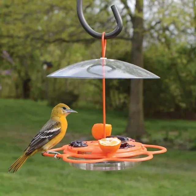 Oriole Buffet Bird Feeder – 3 Pack, Outdoor Bird Feeding Set